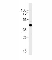 S1pr1 Antibody (Zebrafish)