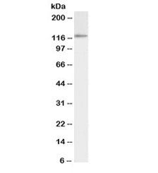 Western blot testing of K562 cell lysate with biotinylated IDE antibody at 0.3ug/ml. Predicted molec