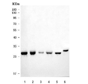 Western blot testing of 1) rat liver, 2) rat kidney, 3) rat RH35, 4) mouse liver, 5) mouse kidney an