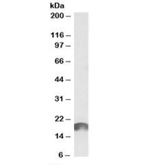 Western blot testing of cerebral cortex lysate with ANAPC11 antibody at 1ug/ml. Predicted molecular