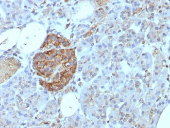 IHC staining of FFPE human pancreas tissue with CD99 antibody (clone rMIC2/8497). HIER: boil tissue