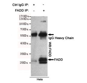 FADD Antibody