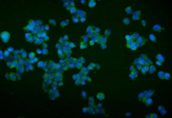 Immunofluorescent staining of FFPE mouse HEPA1-6 cells with Trim16 antibody (green) and DAPI nuclear