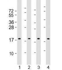 Western blot testing of human 1) HepG2, 2) HeLa, 3) Caki-1 and 4) HT-29 cell lysate with ARF4 antibo