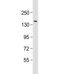 Western blot testing of human brain lysate with RTN4 antibody at 1:2000. Predicted molecular weight