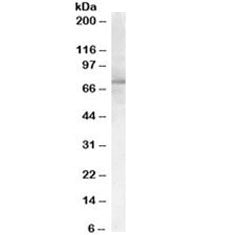 Western blot of human adipose lysate with PCSK9 antibody at 0.3ug/ml. Predicted molecular weight ~74