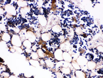 Osteocalcin Antibody