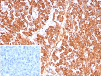 Carboxypeptidase A1 Antibody / CPA1