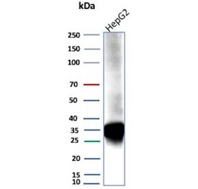 ARK1C1 Antibody / Aldo-keto Reductase Family 1 Member C1