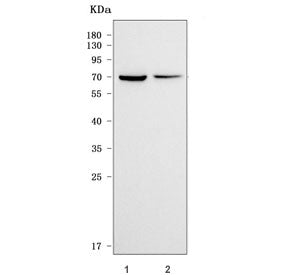 VMAT2 Antibody / Vesicular amine transporter 2