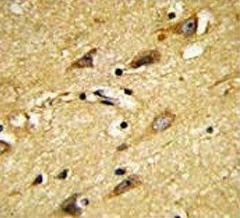 IHC testing of FFPE human brain tissue with MOBP antibody. HIER: steam section in pH6 citrate buffer