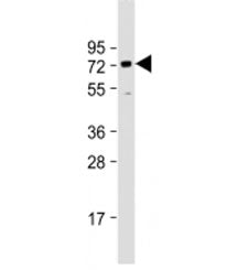Western blot testing of human HeLa cell lysate with BANP antibody at 1:1000. Predicted molecular wei