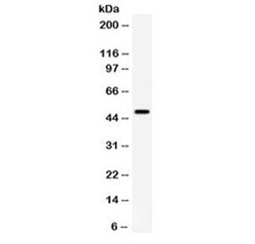 Western blot testing of human HeLa cell lysate with CD27 antibody. Predicted molecular weight ~29/45