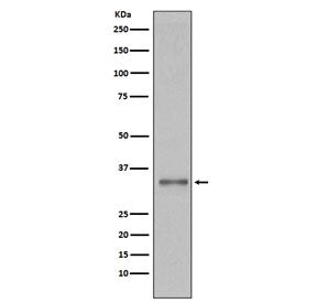 Torsin A Antibody / TOR1A