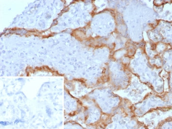 HCG-alpha Antibody