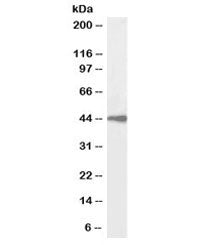 Western blot testing of human spleen lysate with biotinylated beta-Arrestin 2 antibody at 1ug/ml. Pr