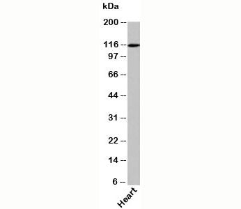 Western blot testing of human samples with Exportin 4 antibody at 1ug/ml.