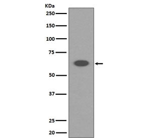 AIFM1 Antibody / AIF / Apoptosis-Inducing Factor