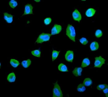 Immunofluorescent staining of FFPE human A549 cells with PSME2 antibody (green) and DAPI nuclear sta