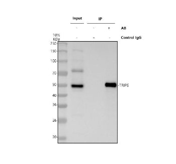 Immunoprecipitating TRIP6 in Hela whole cell lysate. Western blot analysis of TRIP6 using anti-TRIP6