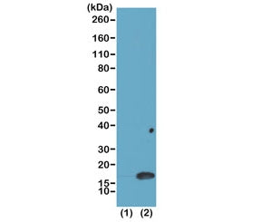 Western Blot of recombinant histone H3.3 (1) and acid extracts of human HeLa cells (2) using recombi