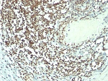 Nucleolin Antibody Cocktail