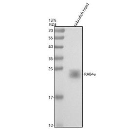 Western blot analysis of Rab4a protein using Zebrafish Rab4a antibody and zebrafish head tissue lysa