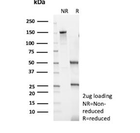 SDS-PAGE analysis of purified, BSA-free GATA3 antibody (clone rGATA3/9107) as confirmation of integr
