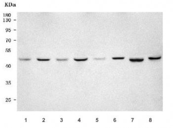PSMC5 Antibody / 26S proteasome regulatory subunit 8