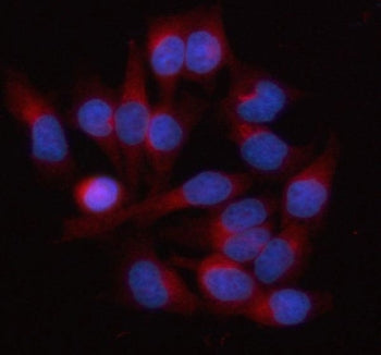 Immunofluorescent staining of FFPE human HeLa cells with HAUS3 antibody (red) and DAPI nuclear stain