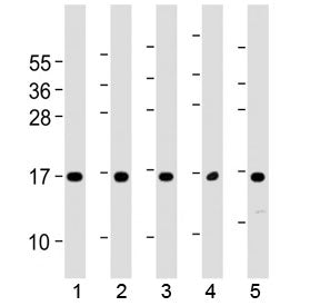 Western blot testing of human 1) 293T/17, 2) HUVEC, 3) K562, 4) NCI-H460 and 5) PC-3 cell lysate wit