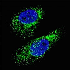 LC3A Antibody / MAP1LC3A, 0.4ml