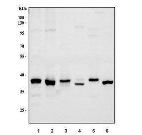 Rad51 Antibody