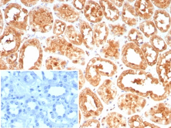 HSP70 Antibody / HSPA1A