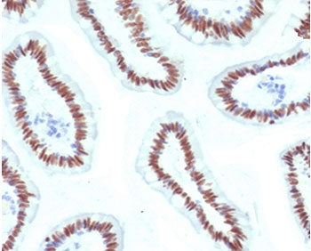 IHC staining of FFPE human small intestine with HNF1A antibody (clone HPTF1A-1). HIER: boil tissue s