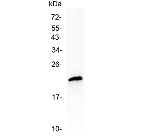 Western blot testing of human MCF7 cell lysate with TMEM107 antibody at 0.5ug/ml. Predicted molecula