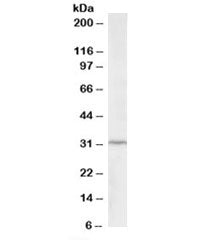 Western blot testing of HepG2 lysate with ING2 antibody at 2ug/ml. Predicted molecular weight: ~33kD