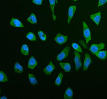 Immunofluorescent staining of RPS21 using anti-RPS21 antibody (green). RPS21 was detected in an immu