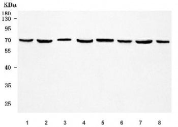 Western blot testing of 1) human U-2 OS, 2) 293T, 3) HaCaT, 4) MCF7, 5) rat brain, 6) rat liver, 7)