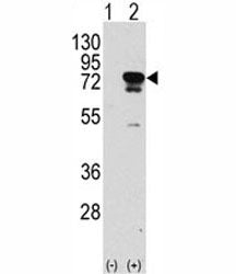 Western blot analysis of EIF4B antibody and 293 cell lysate (2 ug/lane) either nontransfected (Lane
