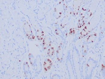 IHC staining of FFPE human gastric antrum tissue with recombinant Gastrin antibody (clone GAST/8646R