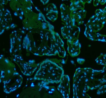 Immunofluorescent staining of FFPE human placental tissue with MICALL1 antibody (green) and DAPI nuc