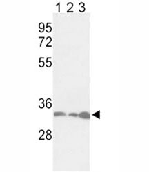 PCNA Antibody