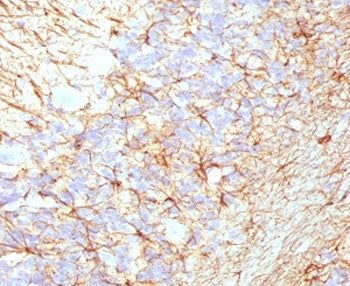 IHC staining of FFPE human cerebellum with recombinant NF-H antibody (clone NFHP-1R). Required HIER: