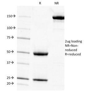 SDS-PAGE analysis of purified, BSA-free Cytokeratin 7 antibody (clone KRT7/903) as confirmation of i