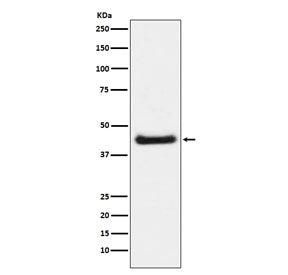 Phospho-JUN antibody (pS63)