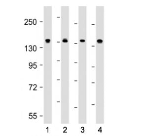 MYPT1 Antibody / Myosin Phosphatase / PPP1R12A
