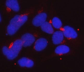Immunofluorescent staining of FFPE human HeLa cells with GOLGA1 antibody (red) and DAPI nuclear stai