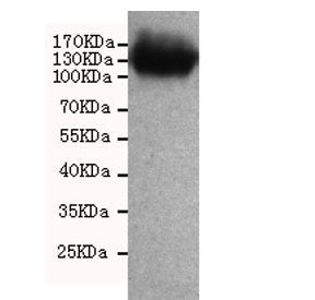 Western blot testing of human CaCo2 cell lysate with CD133 antibody at 1:1000. Predicted molecular w