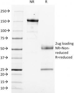 CD14 Antibody